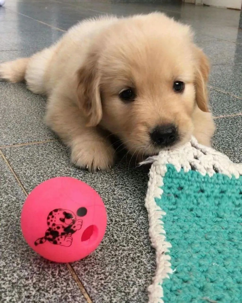 Golden Retriever Seu próximo companheiro fiel pode estar aqui