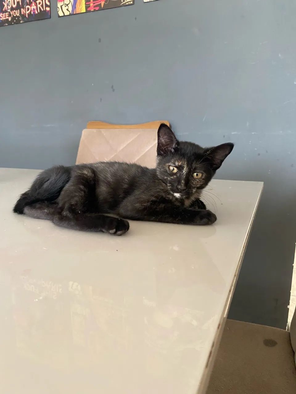 Doa-se gatinha  - Foto 2