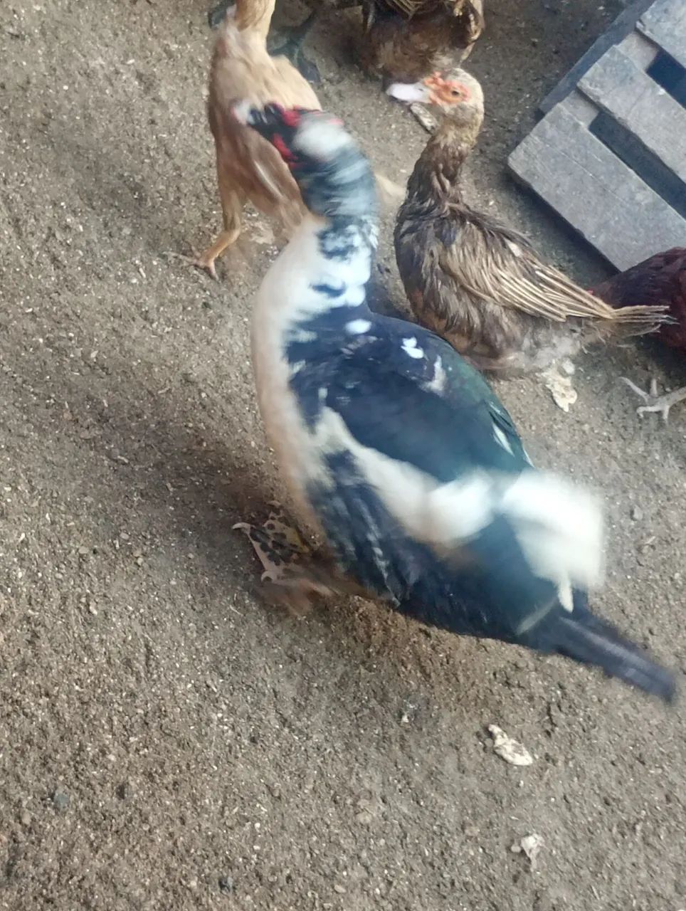 Pato  - Foto 2