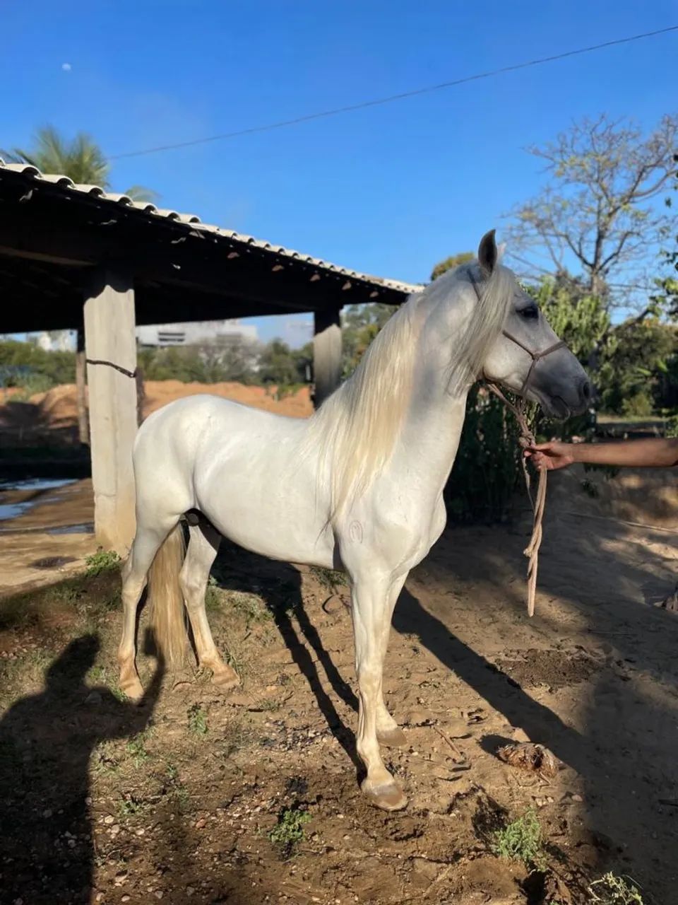 Cavalo manga larga marchador  - Foto 2