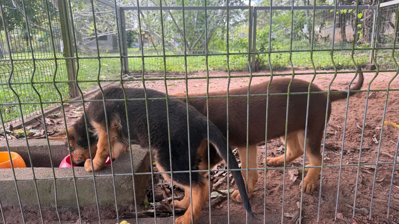 Animais - Foto 2