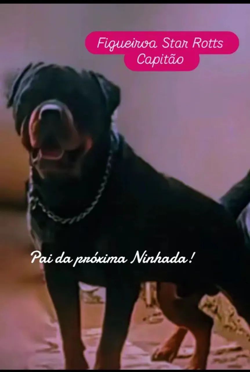 Filhotes de Rottweiler  - Foto 2