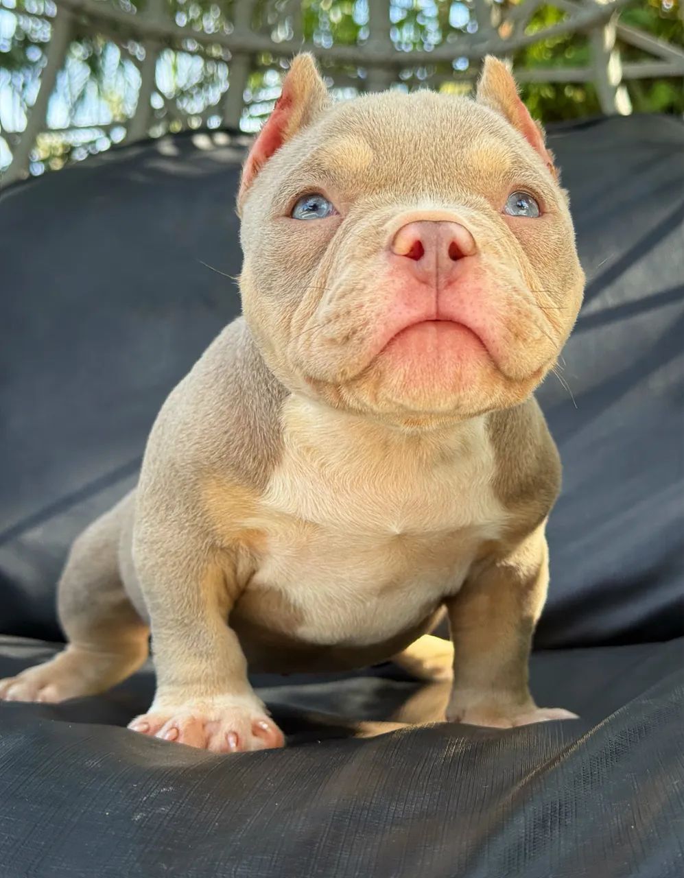 American bully - Foto 3
