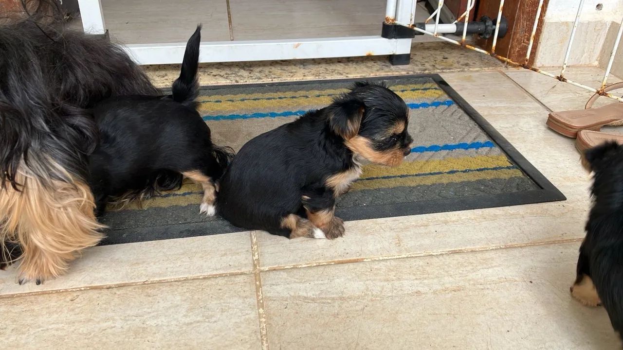 Yorkshire Terrier macho - Foto 5