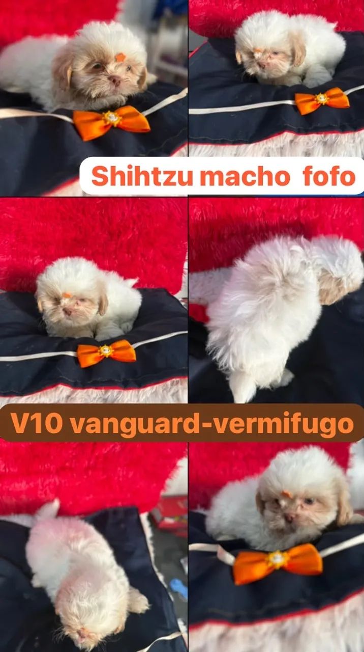 Shihtzu macho PROMO - Foto 5