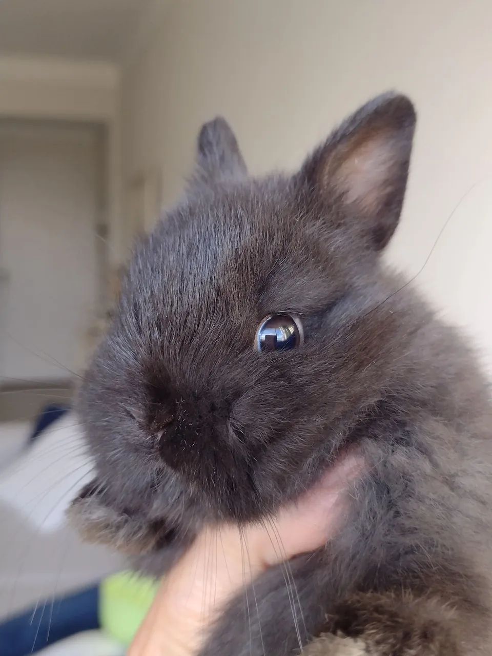 Dwarf Rabbit..430187406742016001