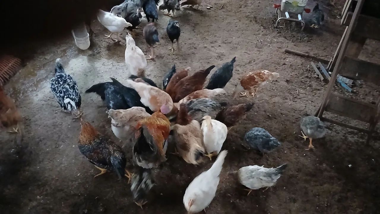 Frango 