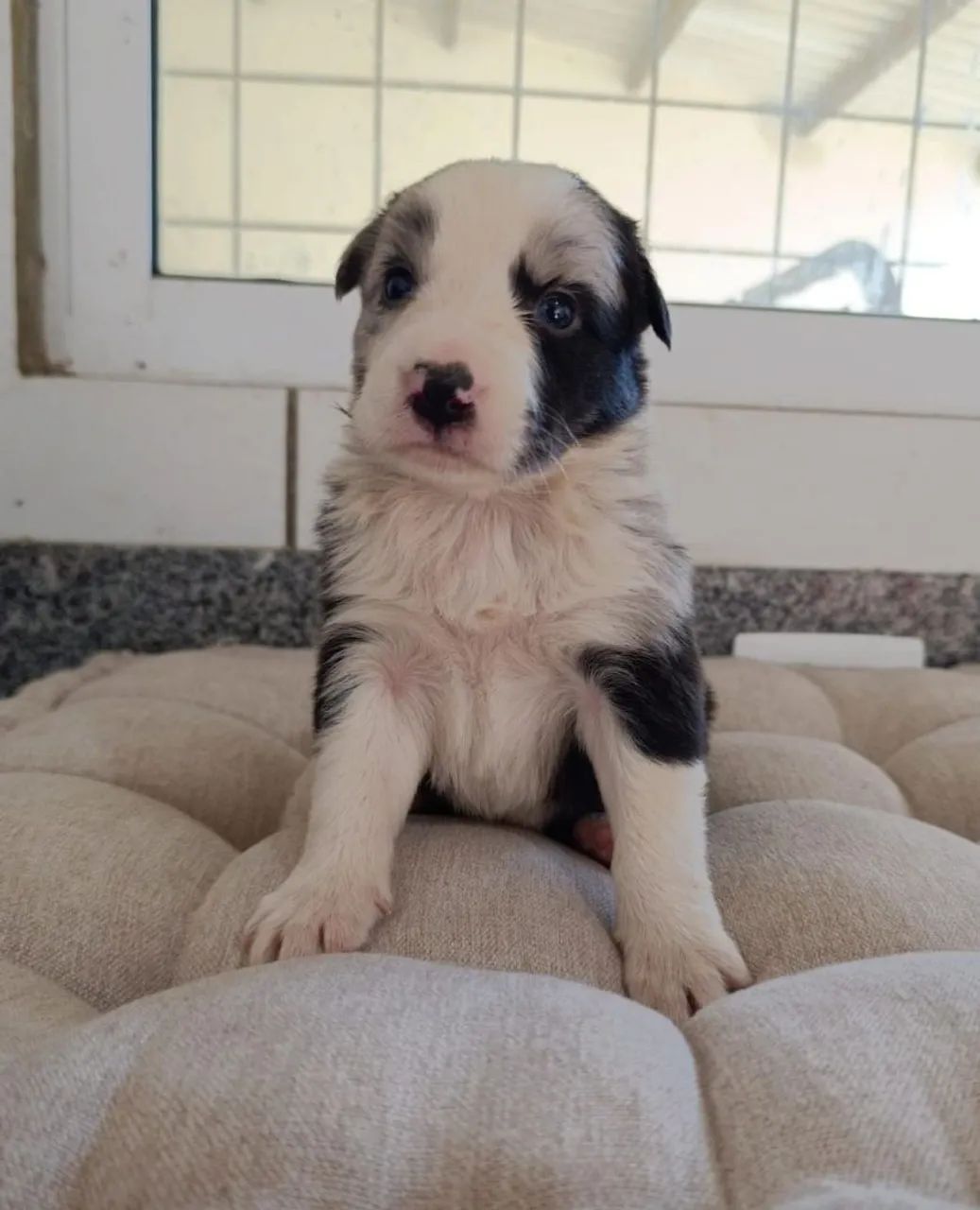 Filhotes de Border Collie  - Foto 3
