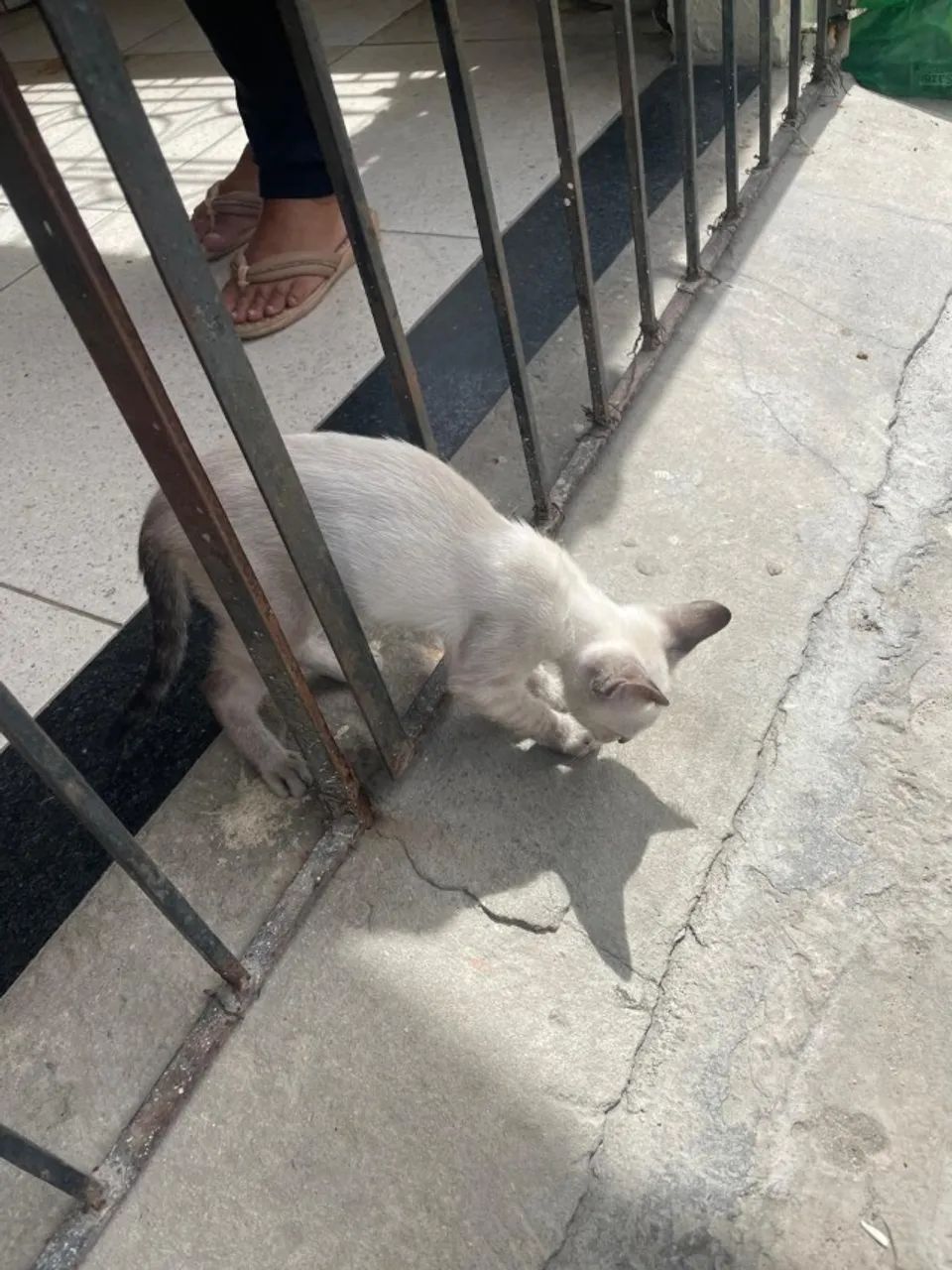 Gatinha bebê para adoção - Foto 2