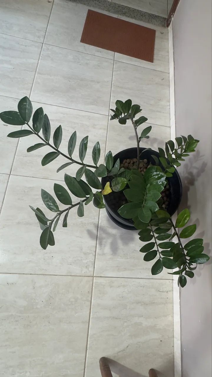 Planta Natural - Foto 5