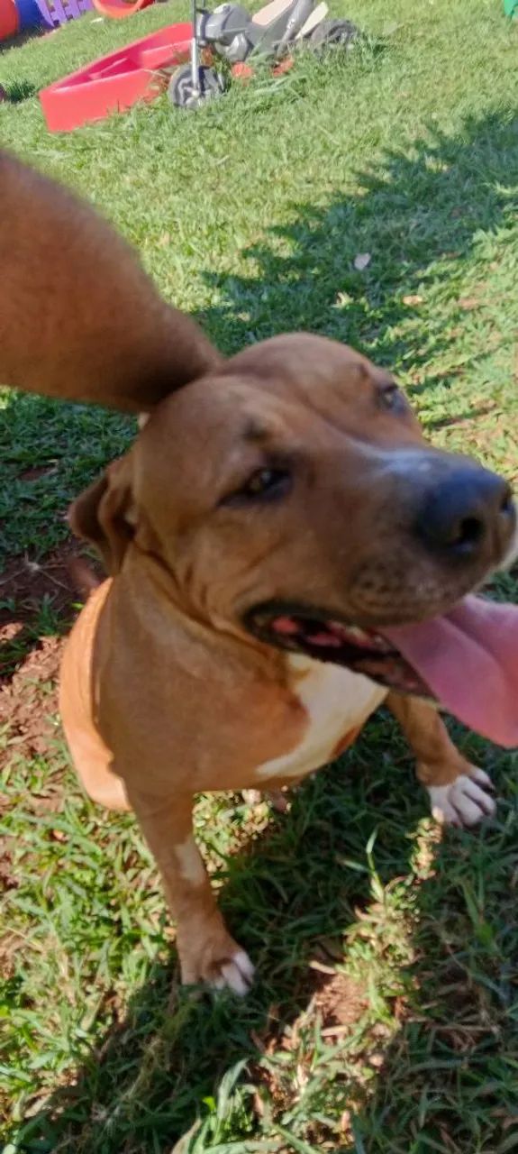 Doa-se cachorra mansa porém o para proteção e guarda - Foto 2