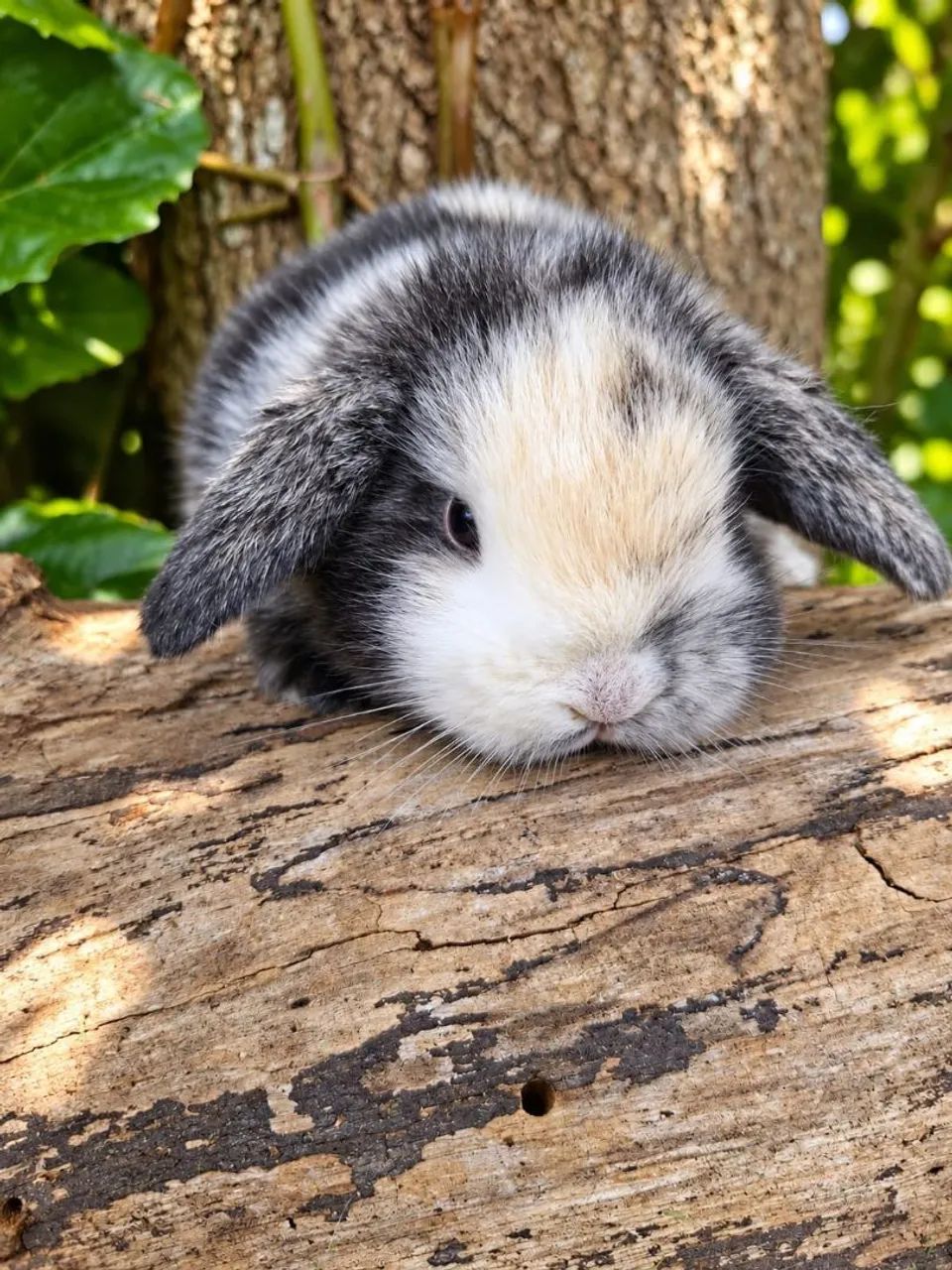 Mini lop uruguaio - Foto 5