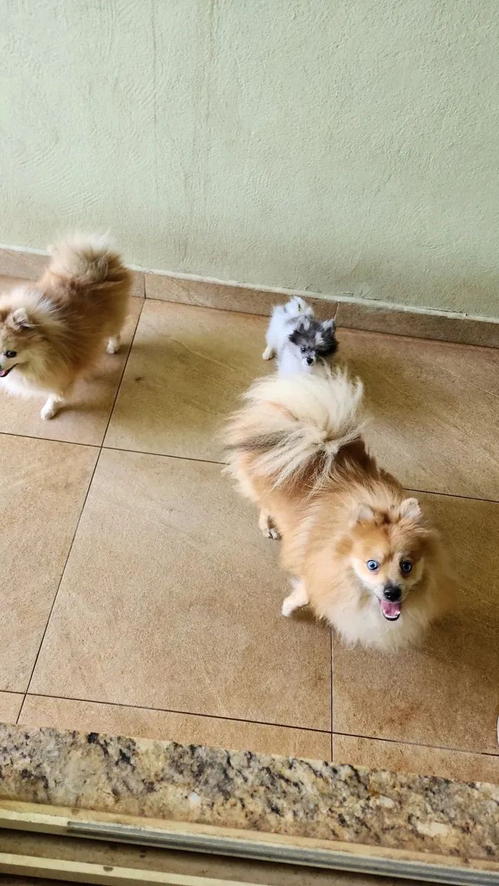 Spitz Alemão macho - Foto 2