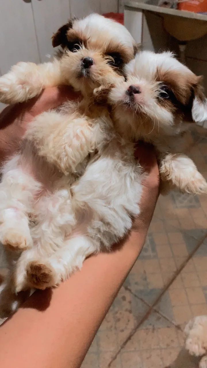 Shih tzu - Foto 4