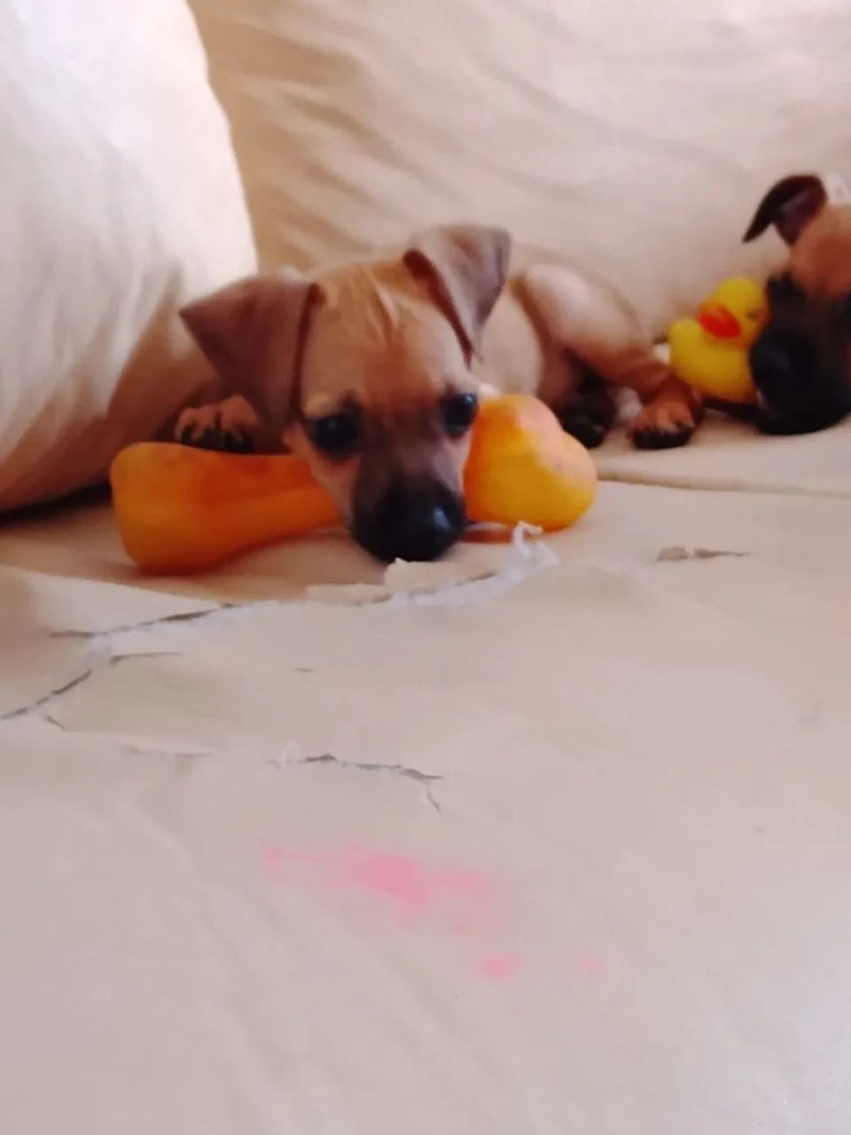 Adoção de cachorros  - Foto 5