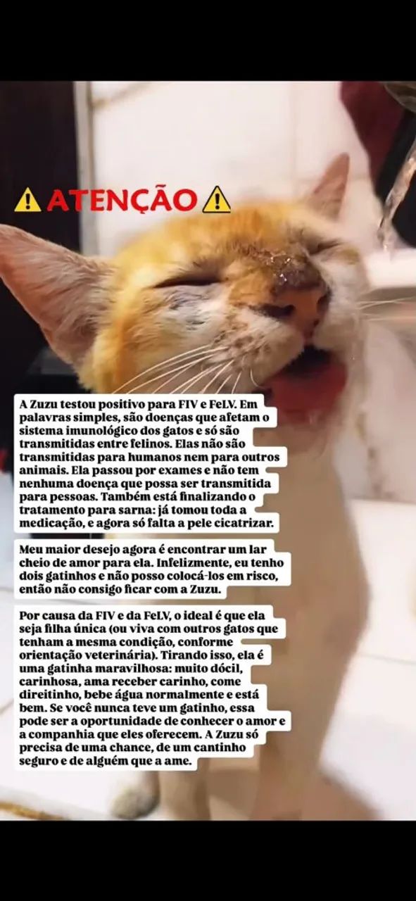 Doação de Gata