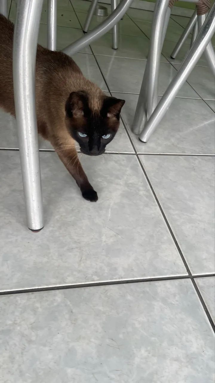 Doa-se gatinha - Foto 2