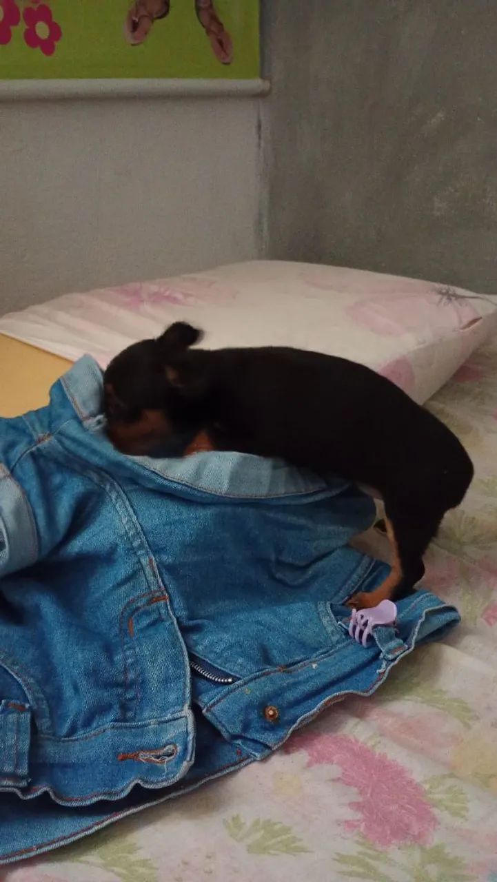 Vendo - Foto 2