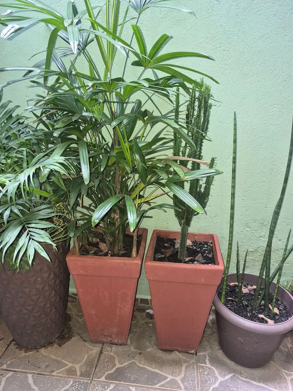 Vaso com planta - Foto 3