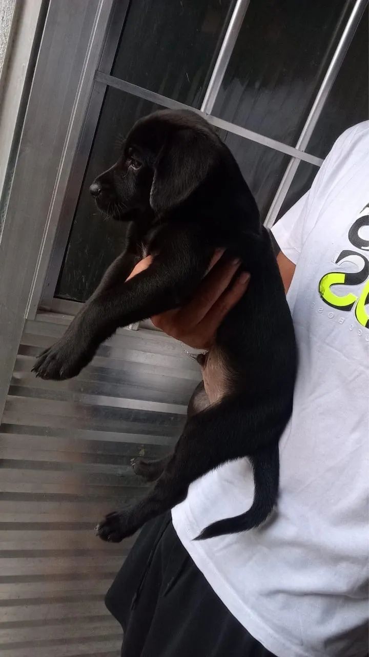 Labrador  - Foto 2