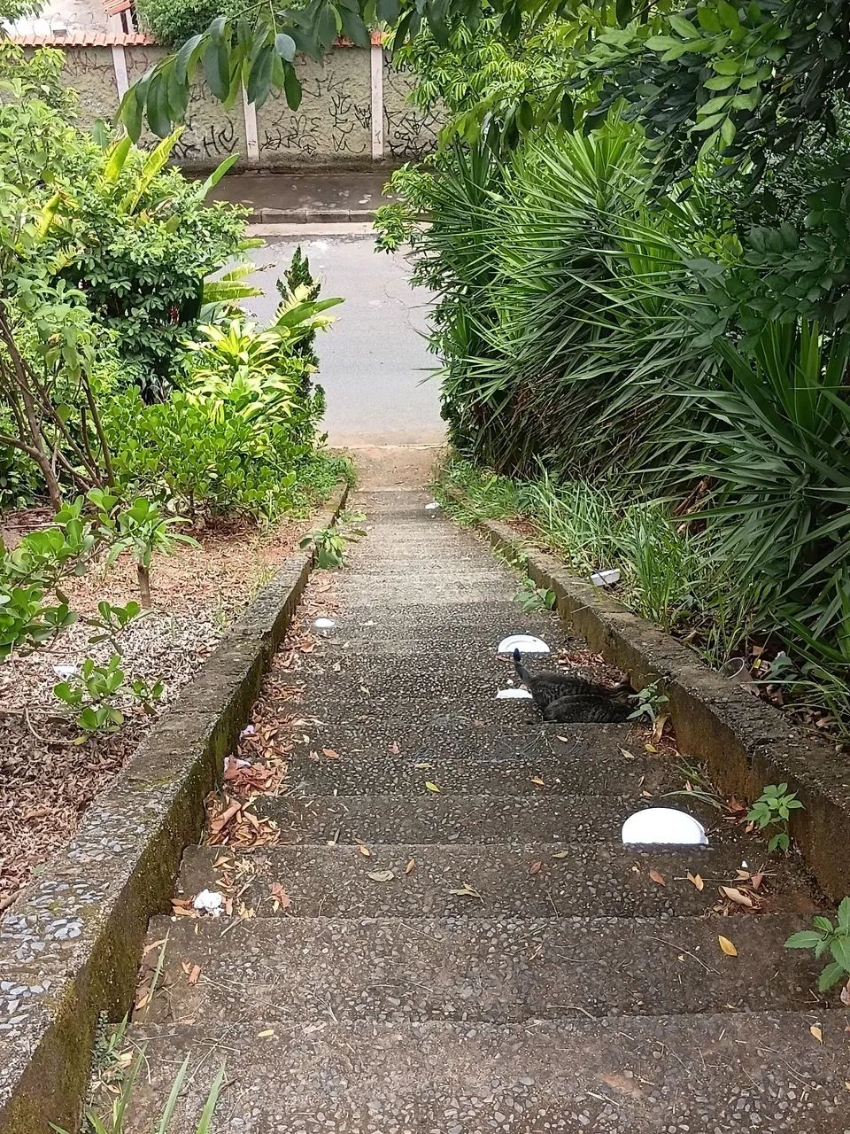 Gatinhos abandonados - Foto 3