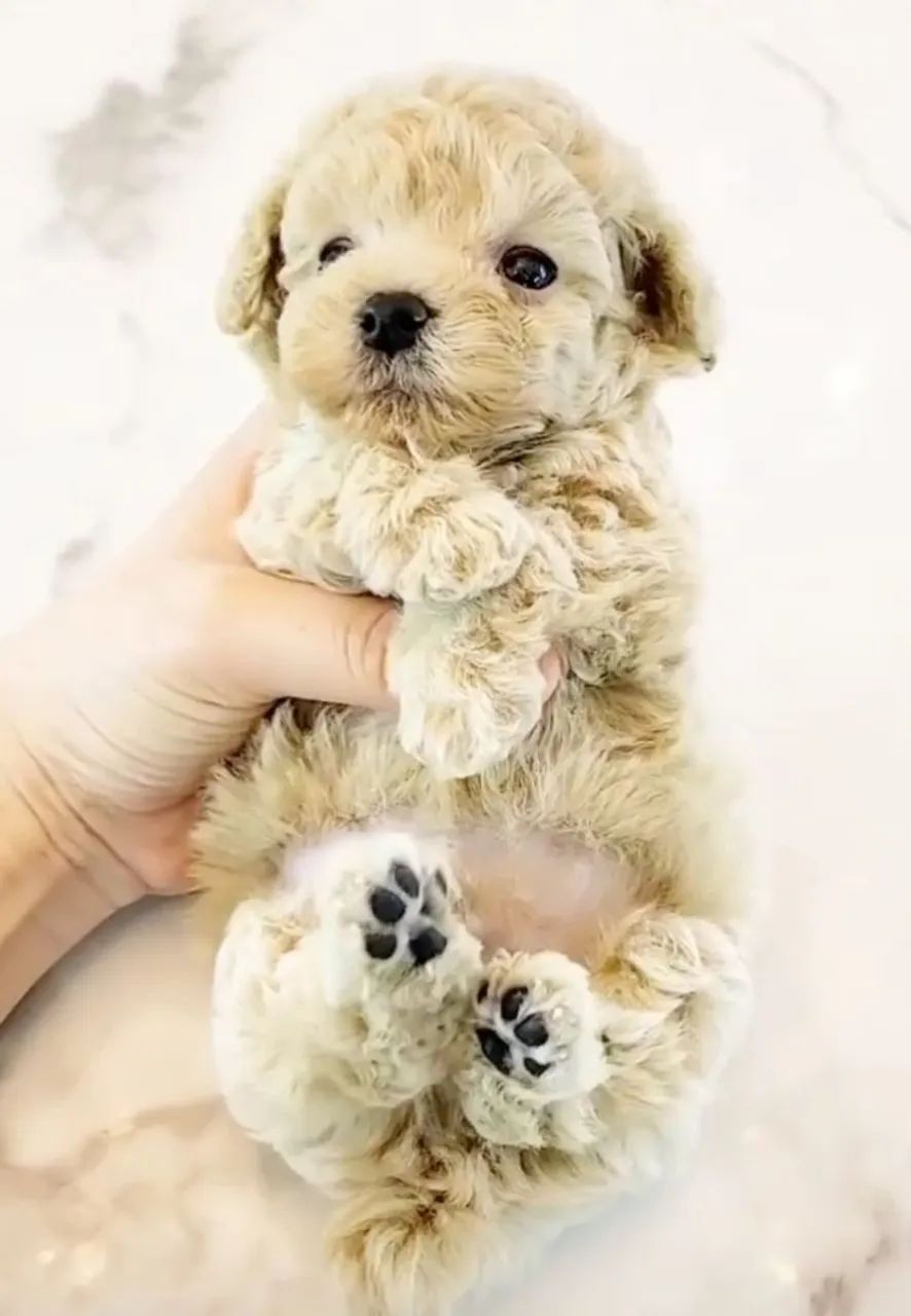 Poodle toy