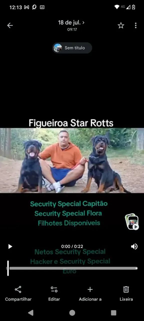 Filhotes de Rottweiler  - Foto 3