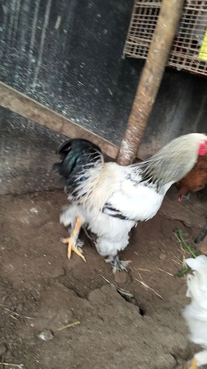 Galo Bhama light  - Foto 2
