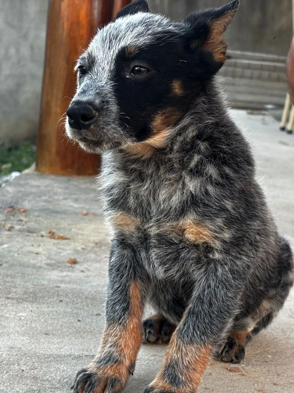Filhote BLUE Heeler - Foto 4