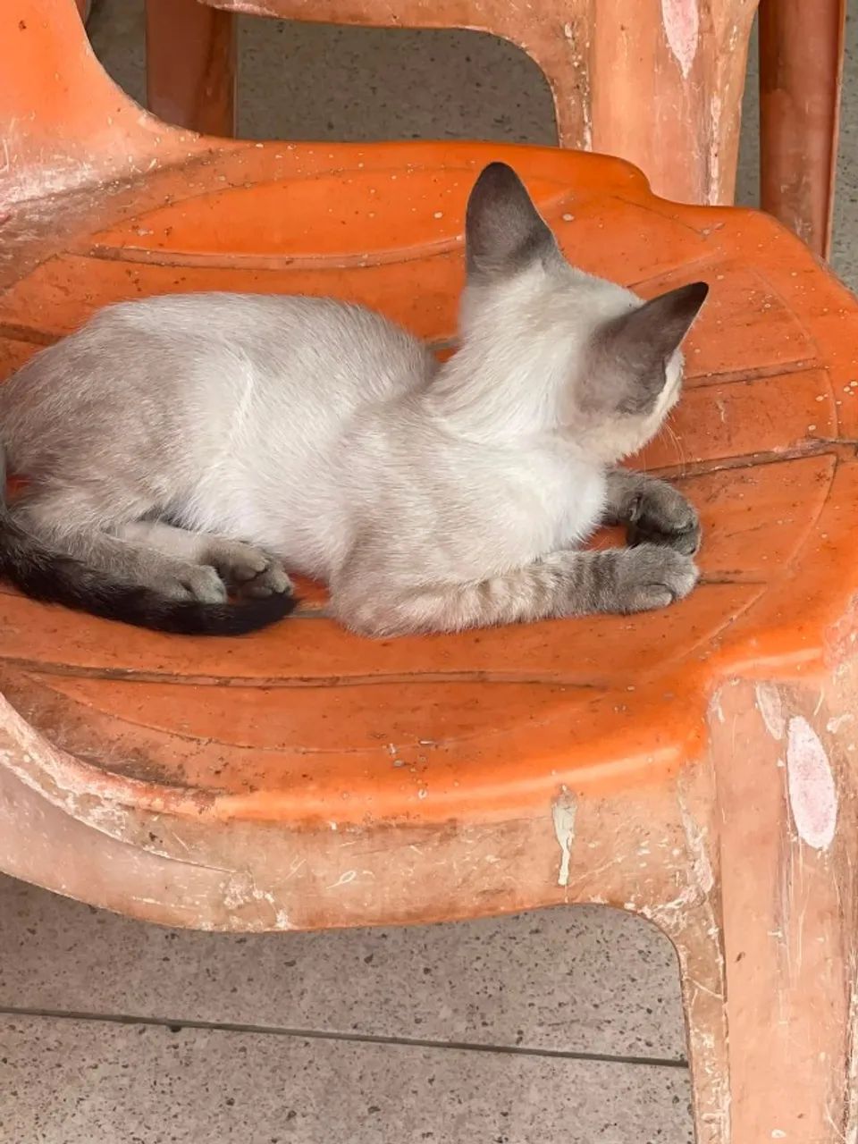 Gatinha bebê para adoção - Foto 5