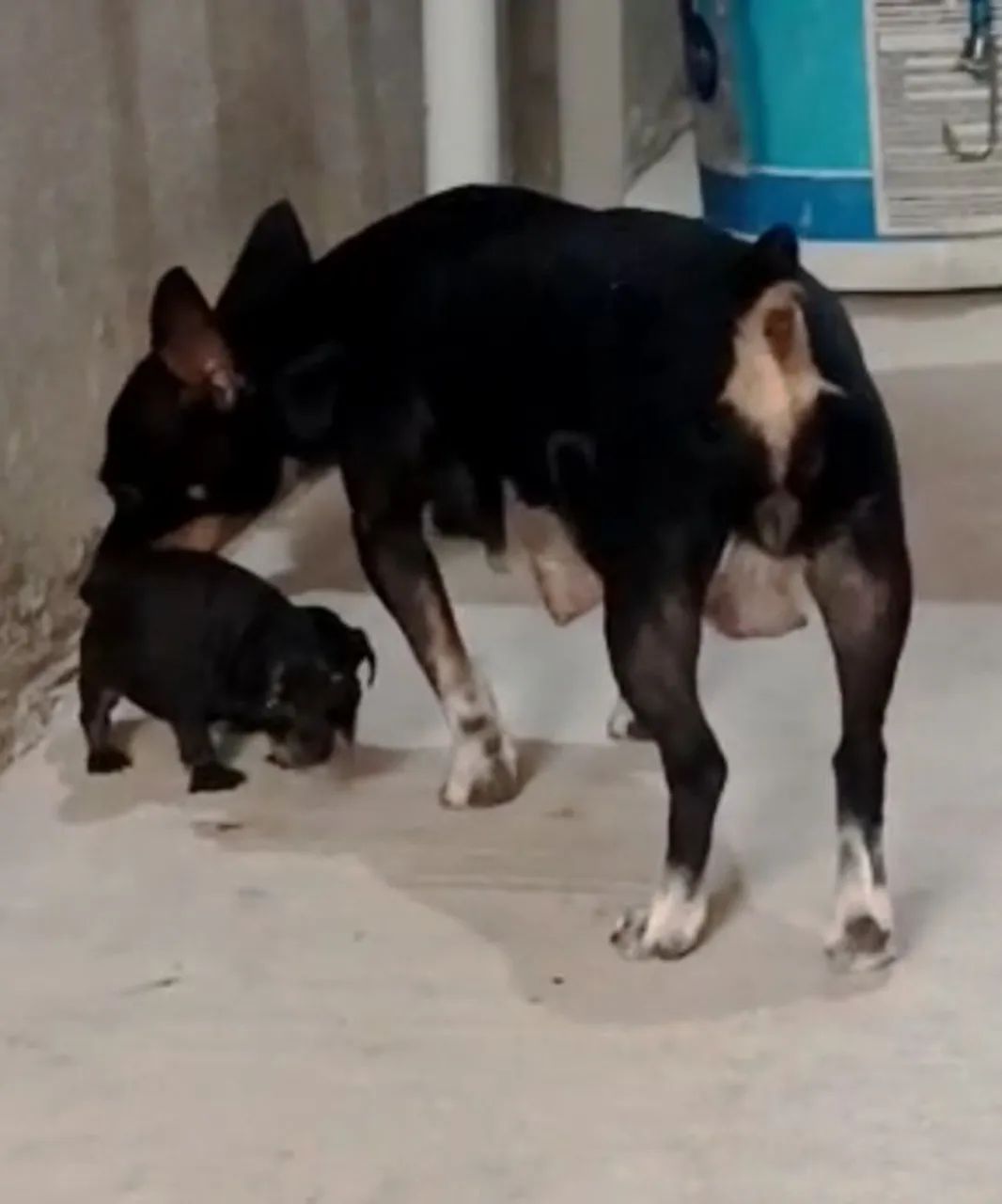Pinscher miniatura macho - Foto 4