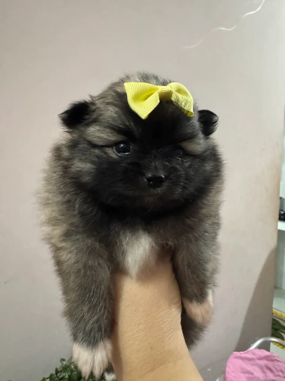 Spitz Alemão 