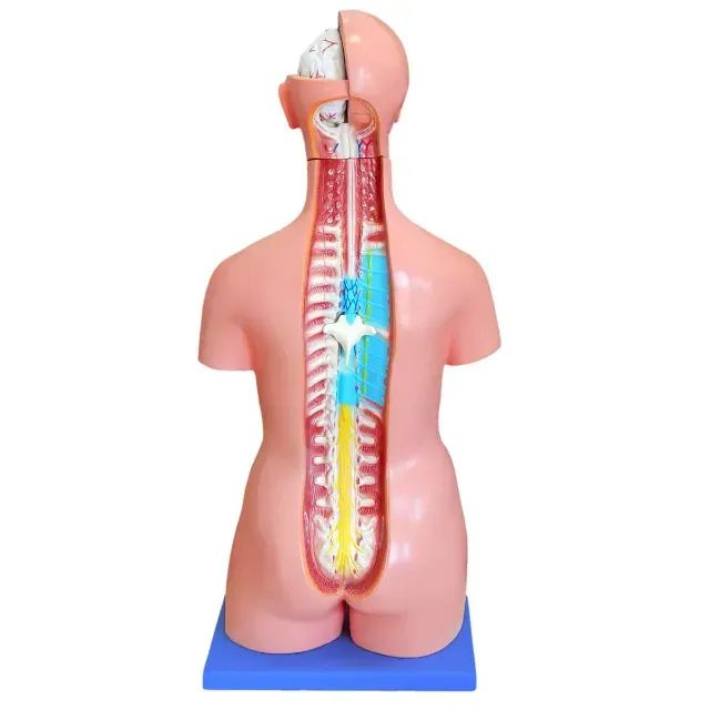 Modelo Anatômico Torso Humano Bissexual 85cm Anatomic (Desmontável)  - Foto 2