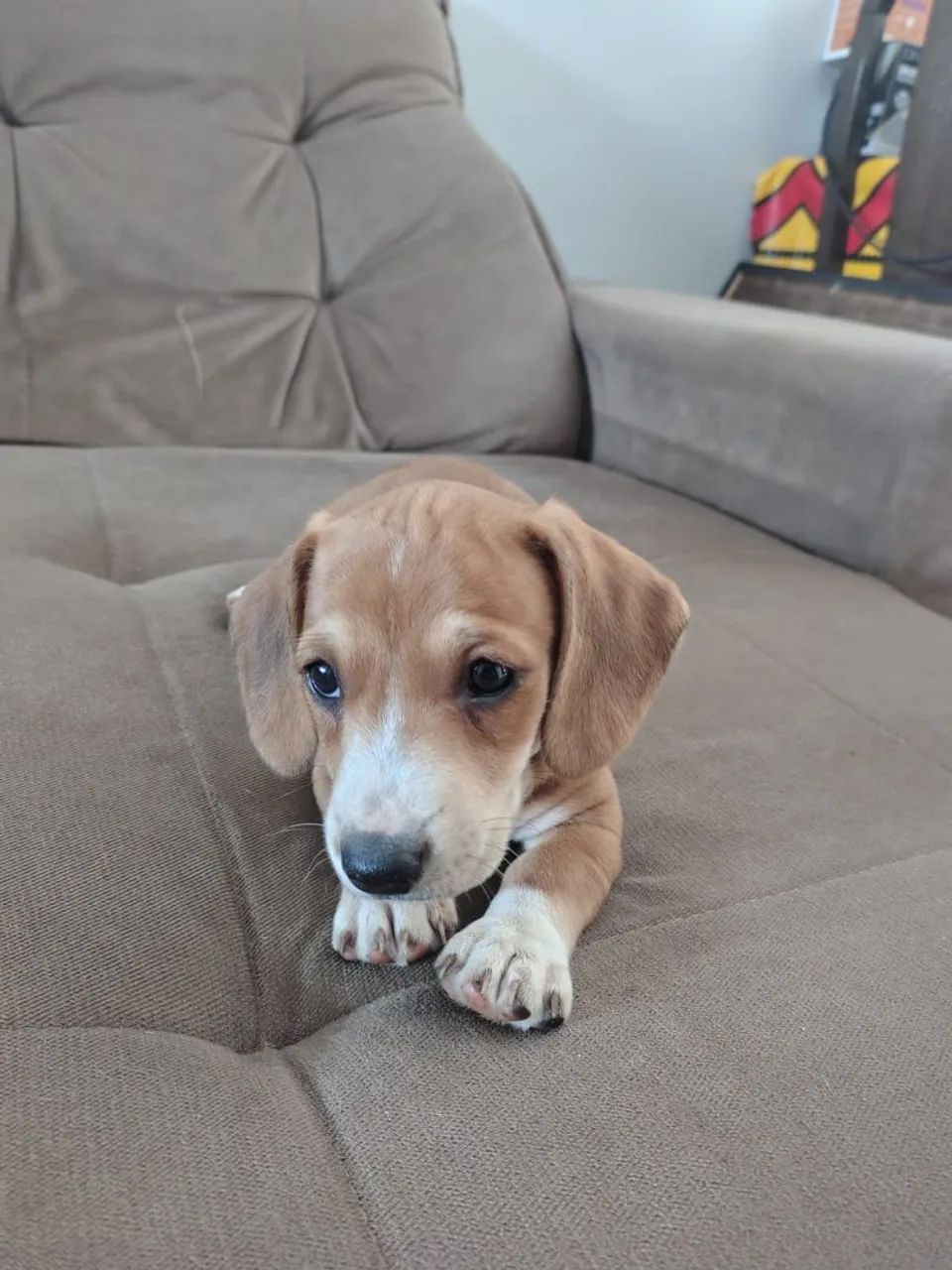 Basset 
