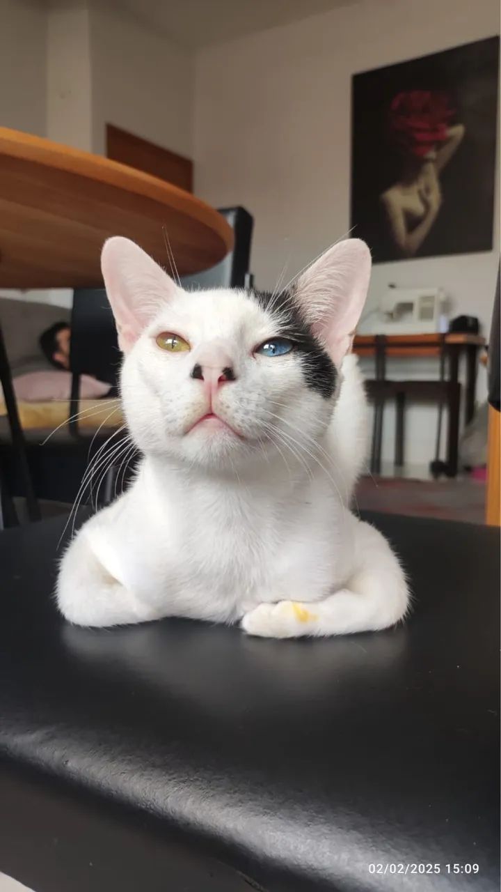 Gato doação 