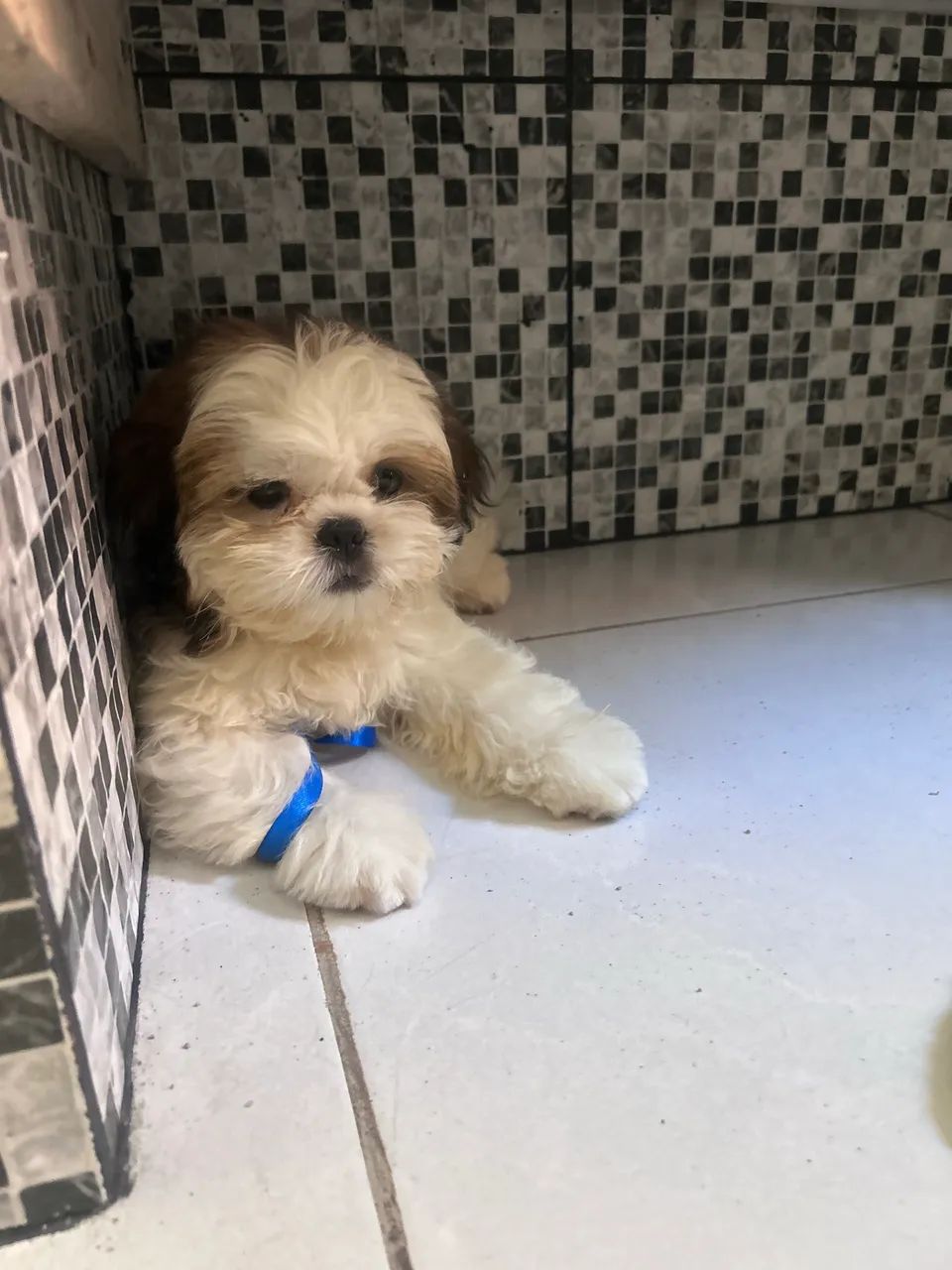 Cachorro - Foto 3