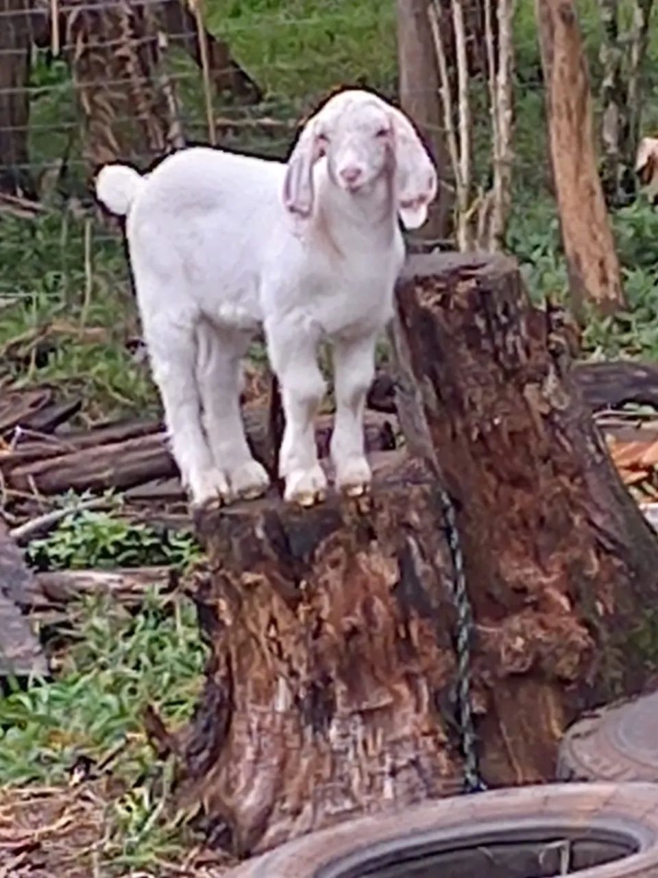 Cabrito 