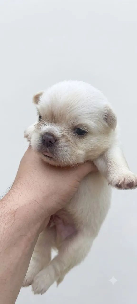 Bulldog francês  - Foto 2