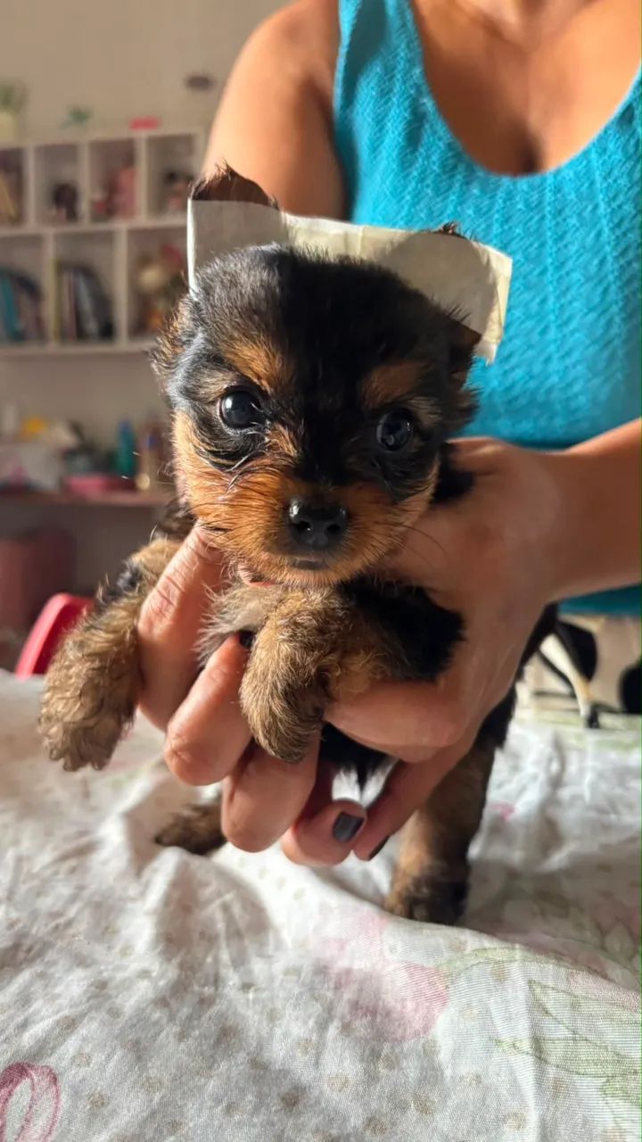Yorkshire terrier 