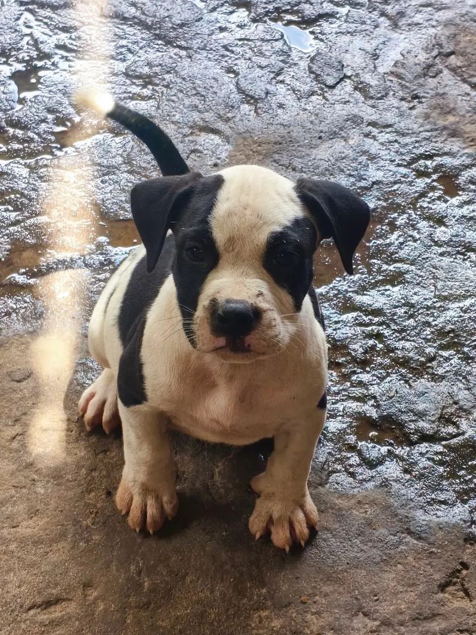 Filhotes de Pit Bull  - Foto 5