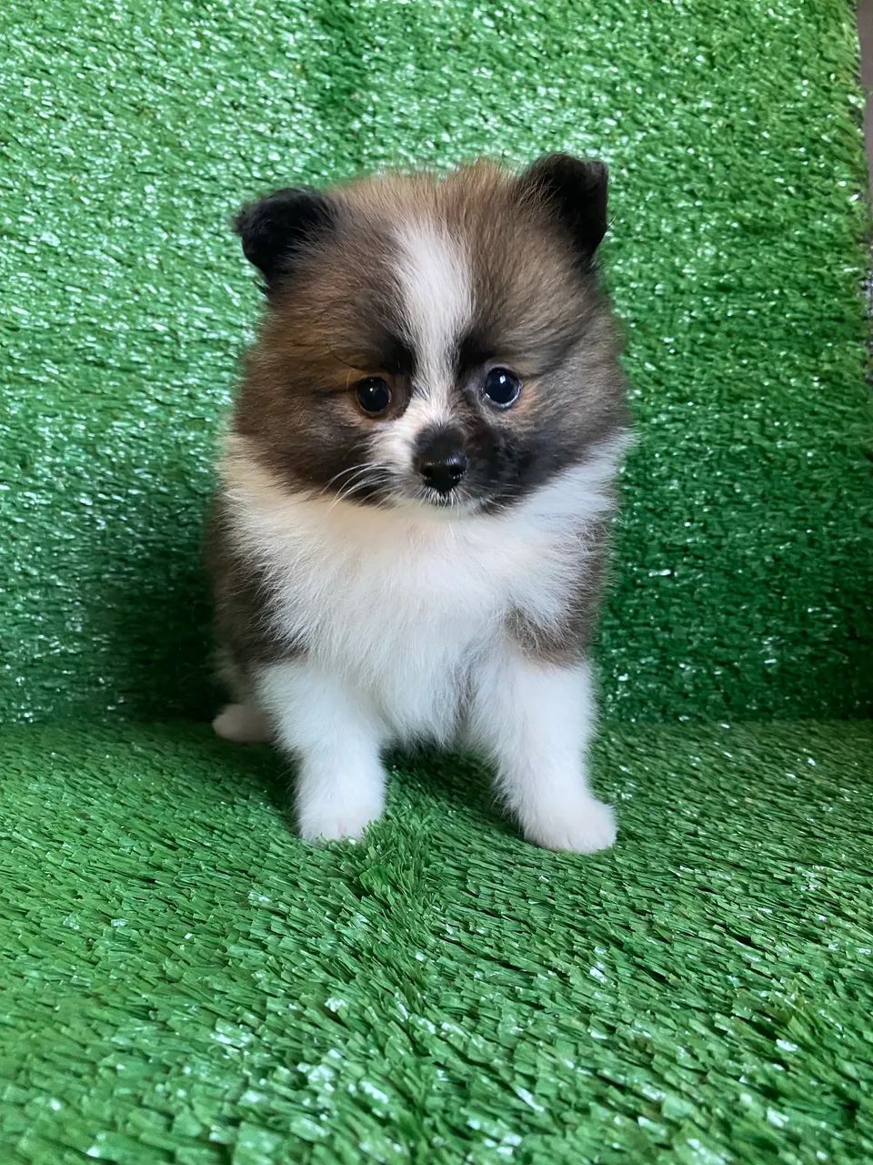 Spitz alemão anão  - Foto 4