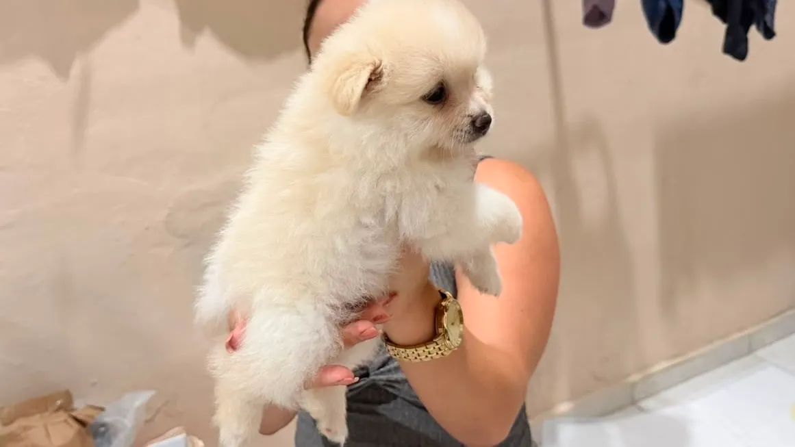     Spitz Alemão Puro - Filhotes Disponíveis - Foto 4