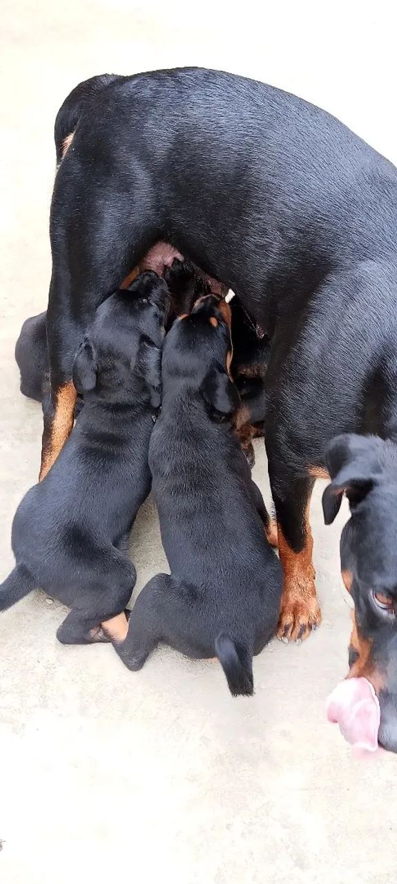 Rottweiler  - Foto 4