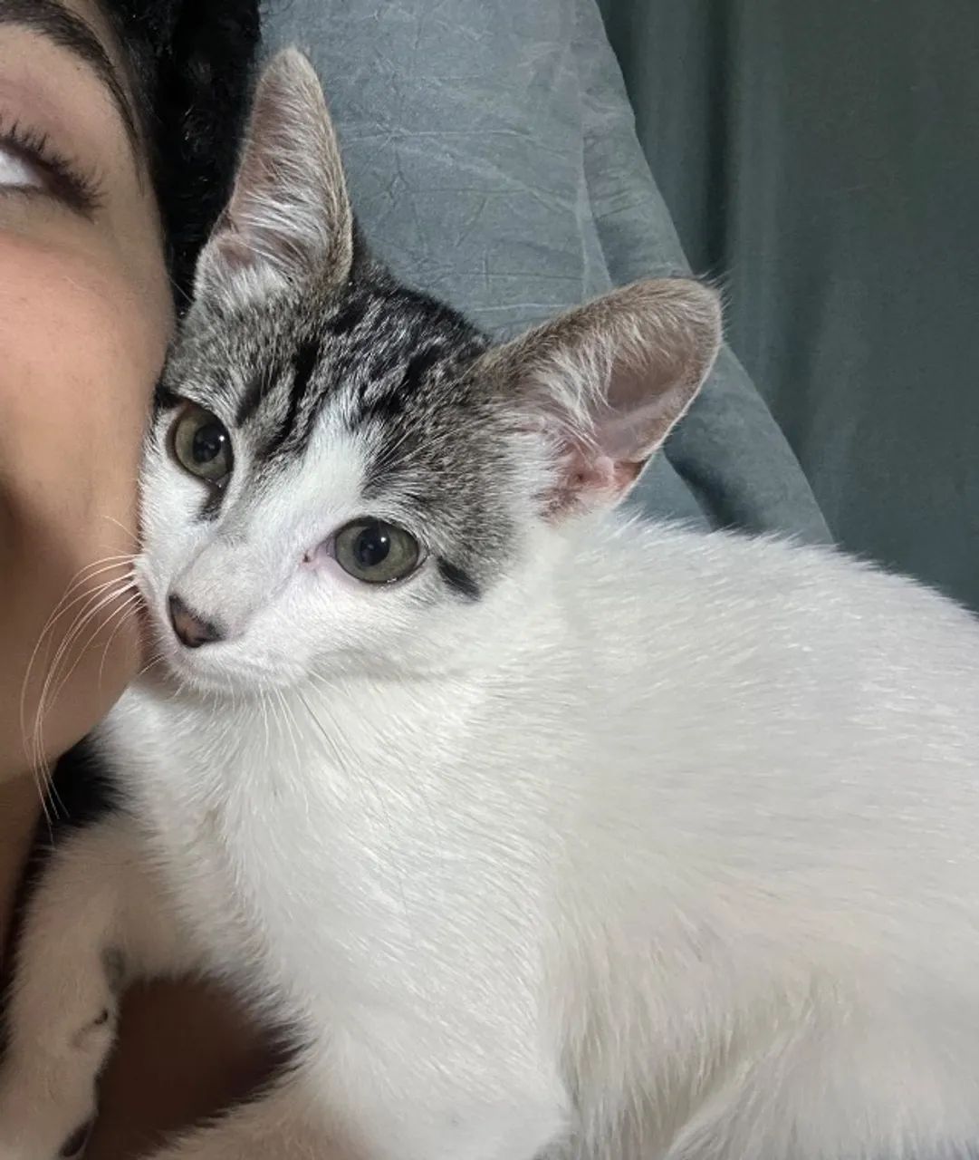 Gato para adoção 