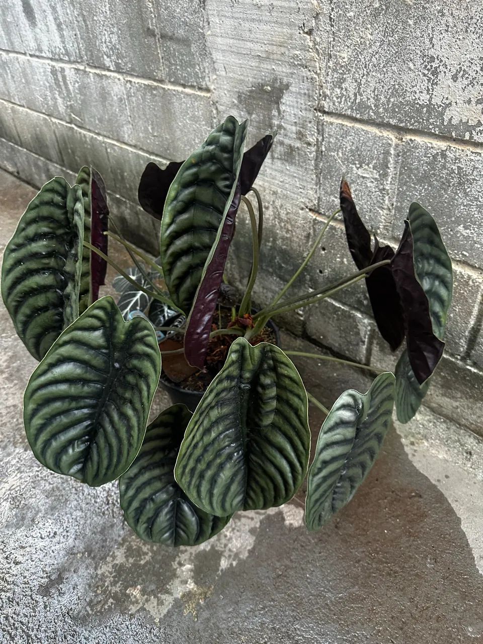 Alocacia cuprea