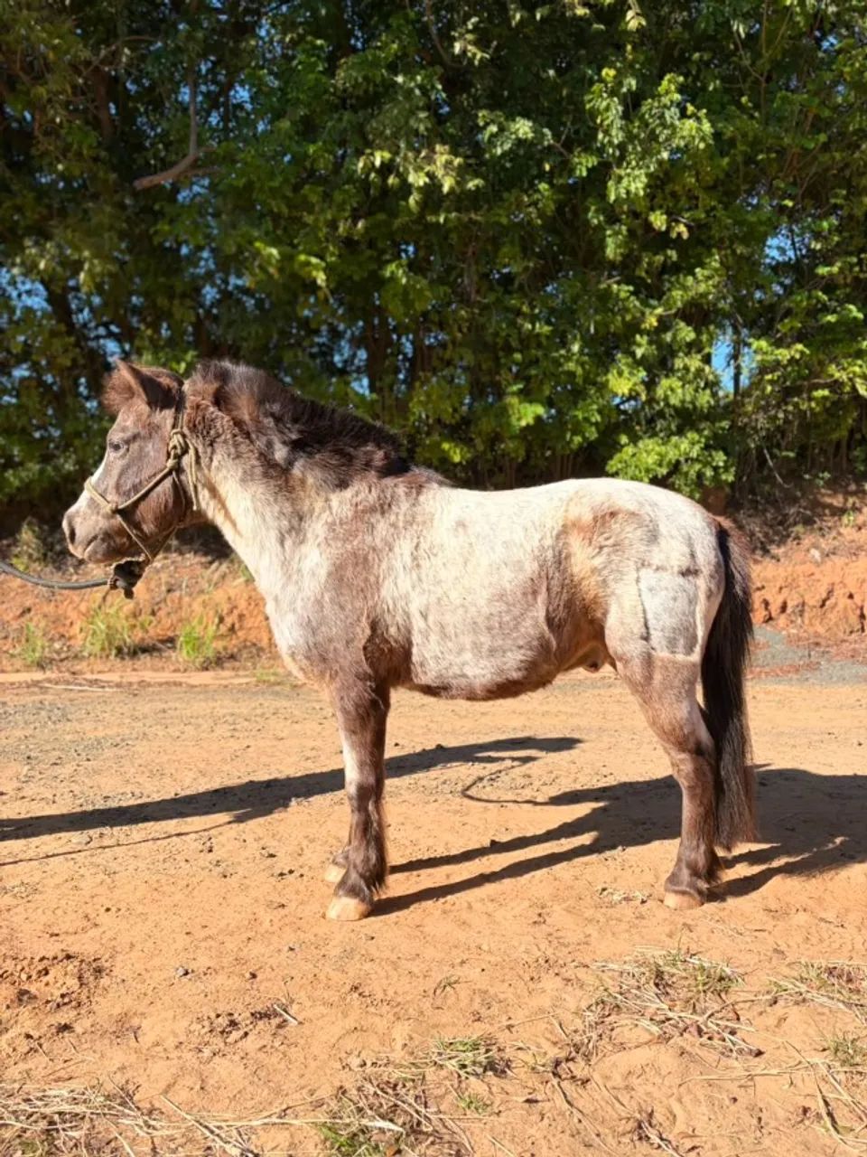 Pônei Macho Castrado  - Foto 4