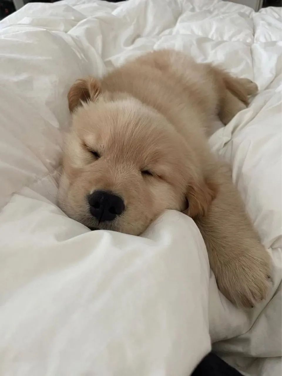 Bebês de Golden retriever macho para você! 