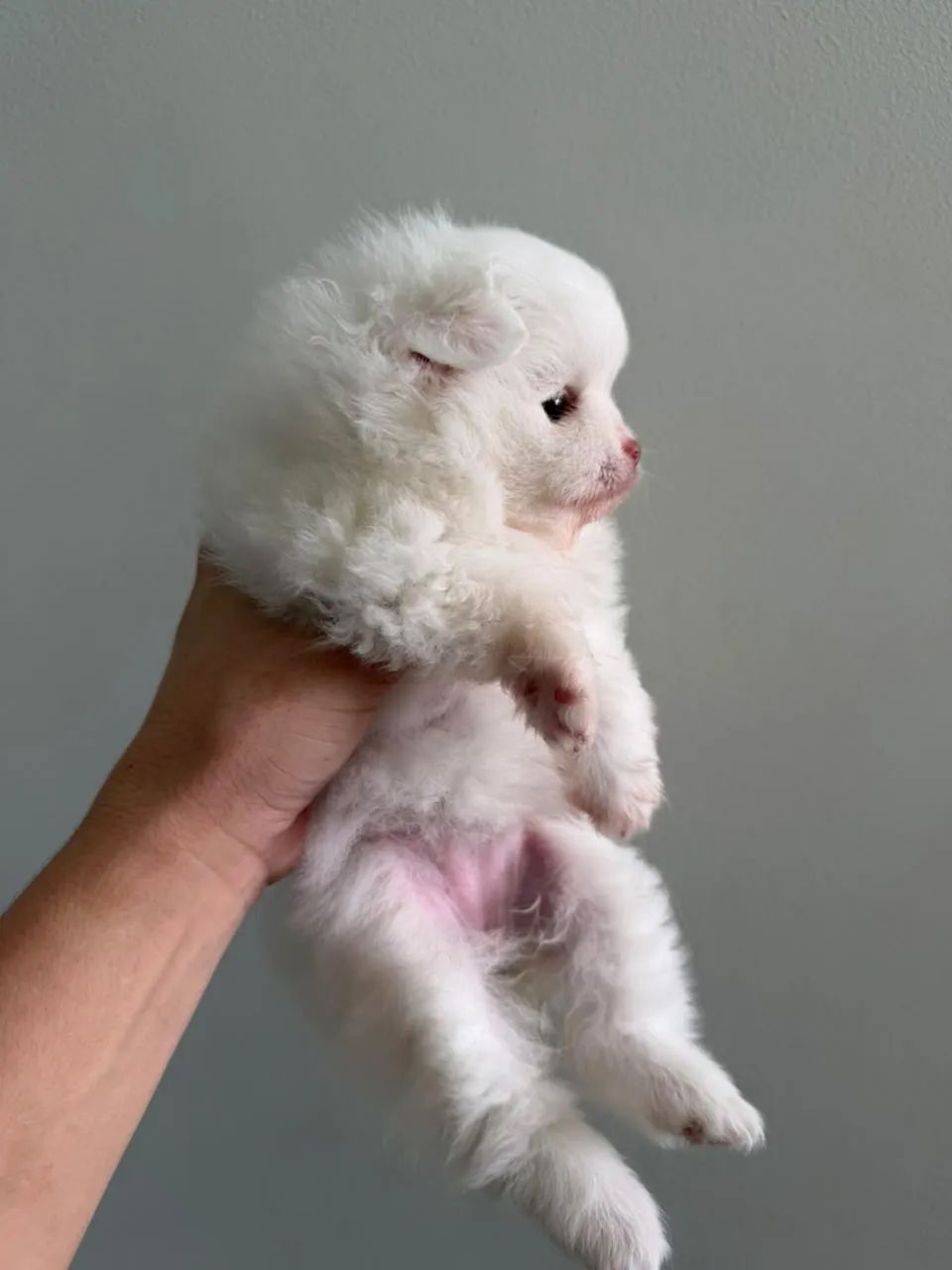 Spitz - lulu da pomerania 
