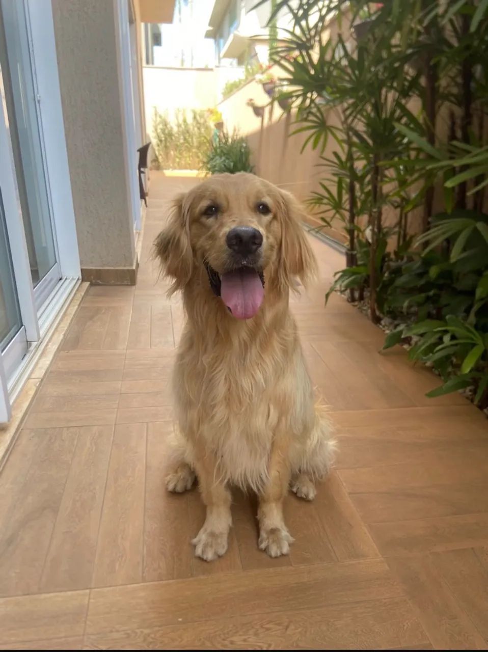 Golden Retriever 