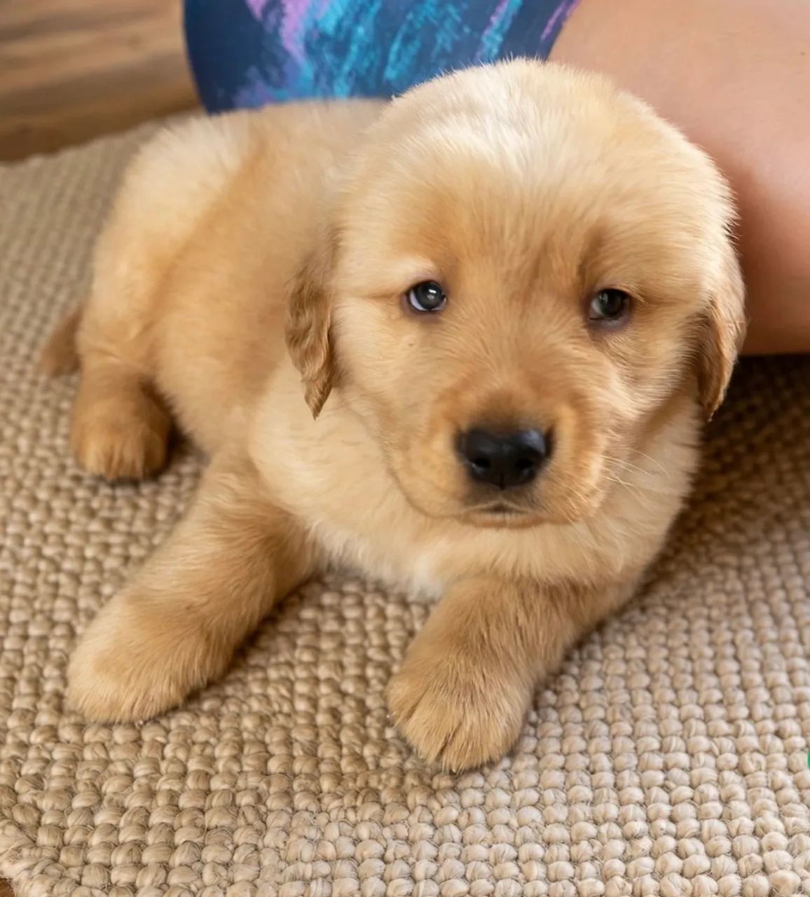 Golden Retriver 